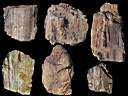 petrified wood0010.jpg